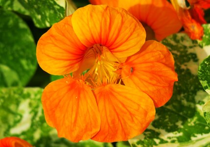 Plant color leaf