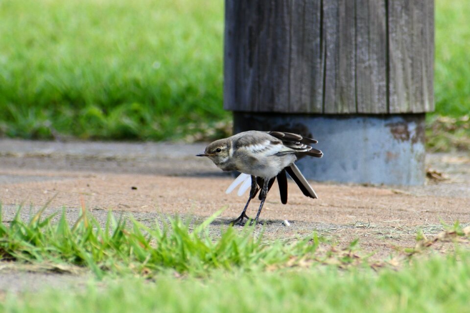 Grass little bird high security level