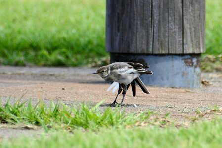 Grass little bird high security level photo