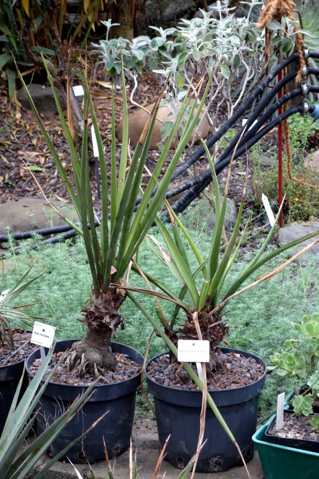 Yucca treculeana - Botanischer Garten, Dresden, Germany - DSC08430