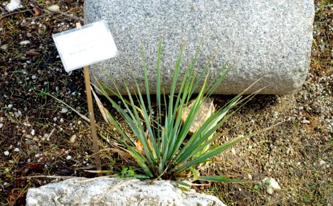 Yucca rostrata - Orto botanico - Rome, Italy - DSC09826