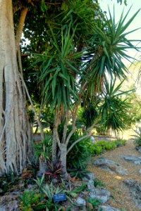 Yucca gigantea (Yucca elephantipes) - Marie Selby Botanical Gardens - Sarasota, Florida - DSC01321