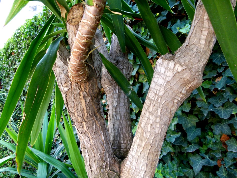 Yucca elephantipes 01