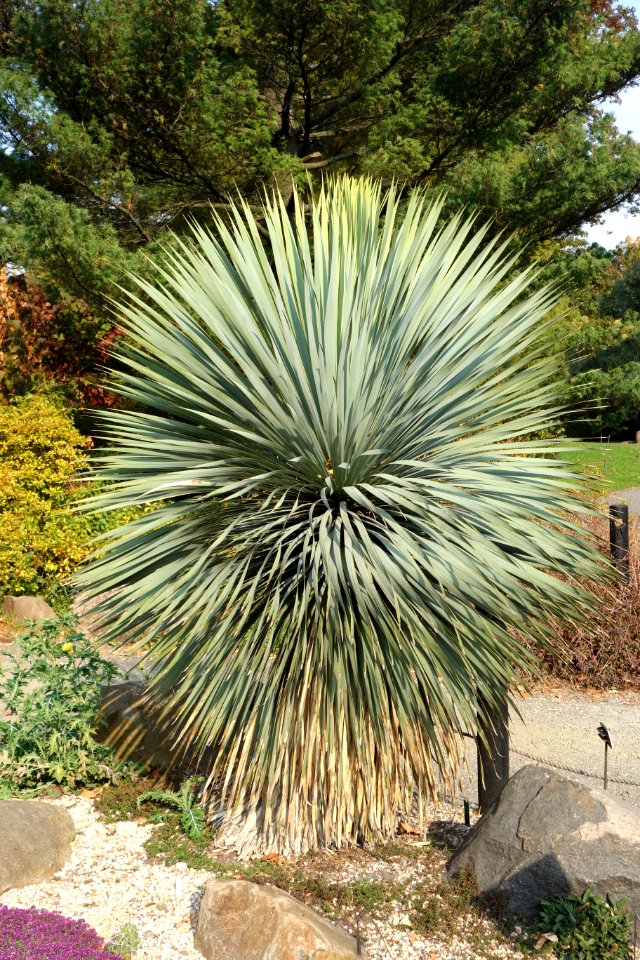 Yucca rostrata - Brooklyn Botanic Garden - Brooklyn, NY - DSC07961