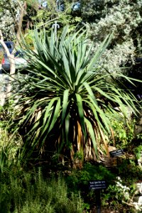Yucca gloriosa var. tristis (Yucca recurvifolia) - Zilker Botanical Garden - Austin, Texas - DSC08739