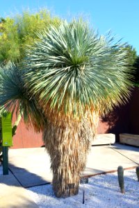 Yucca rostrata - Jardín Botánico de Barcelona - Barcelona, Spain - DSC09332
