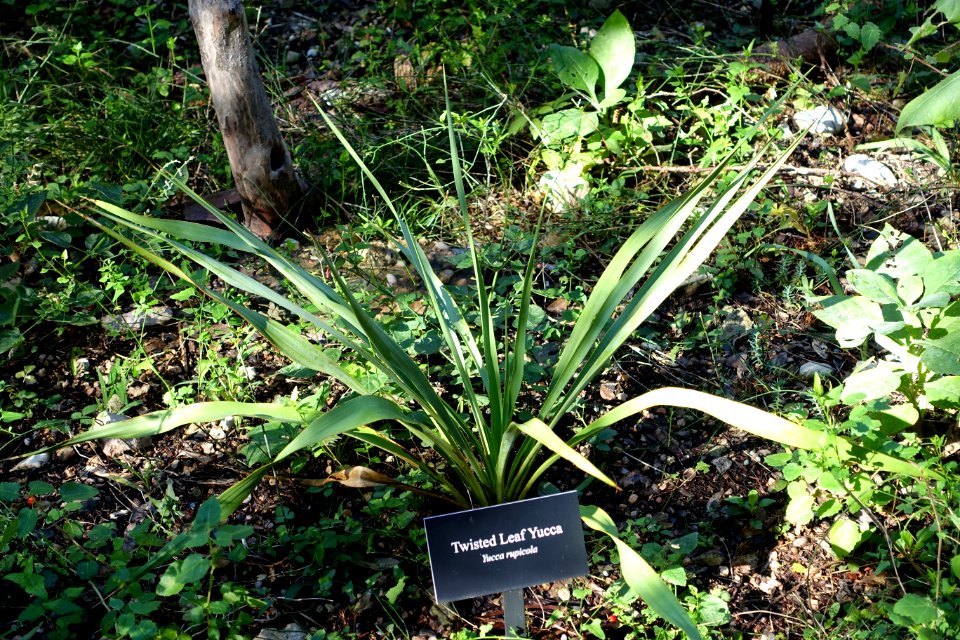 Yucca rupicola - Zilker Botanical Garden - Austin, Texas - DSC08744