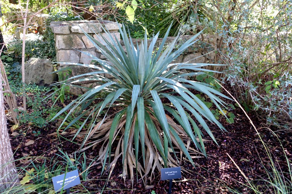 Yucca pallida - Zilker Botanical Garden - Austin, Texas - DSC08789