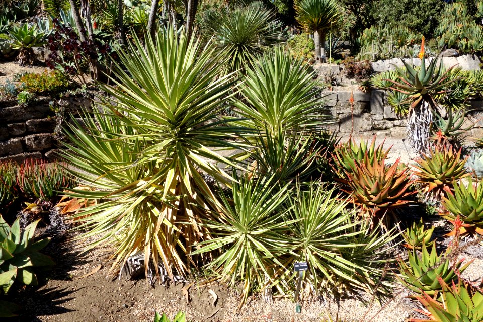 Yucca aloifolia - San Francisco Botanical Garden - DSC09794