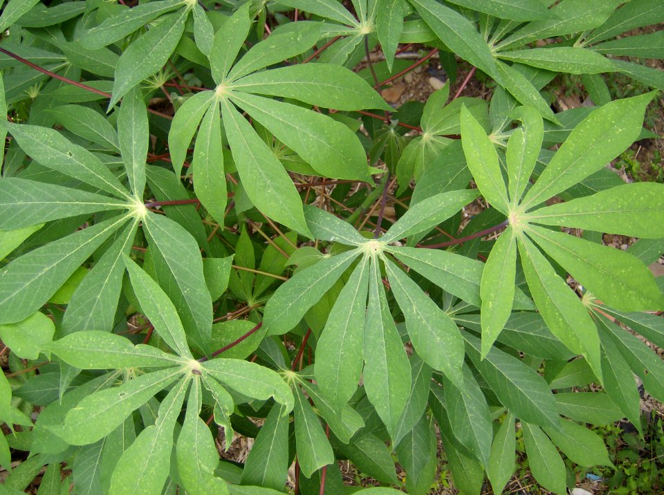 Yuca (Manihot esculenta)