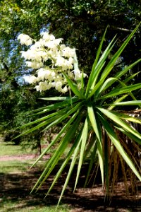 Yucca gigantea (Yucca elephantipes) - Fruit and Spice Park - Homestead, Florida - DSC08919