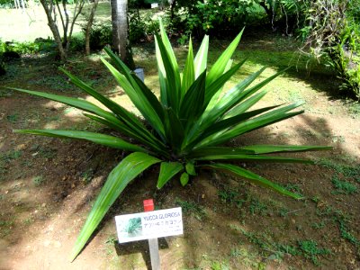 Yucca gloriosa - Sankyo Garden - DSC01211
