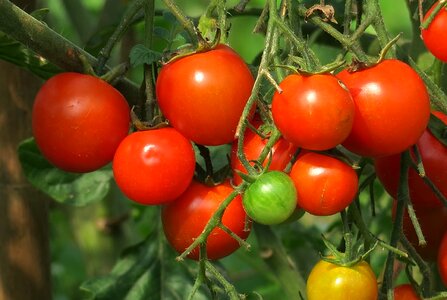 Vegetable health fresh vegetables