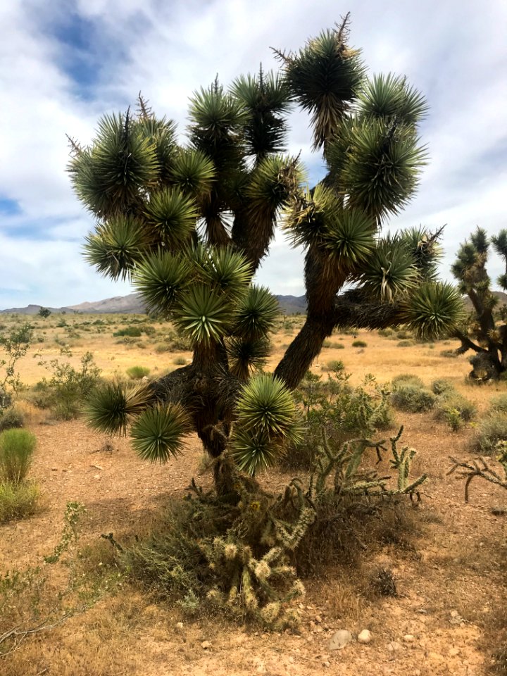 Yucca at Beaver Dam Wash National Conservation Area