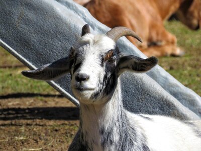 Animal farm horns