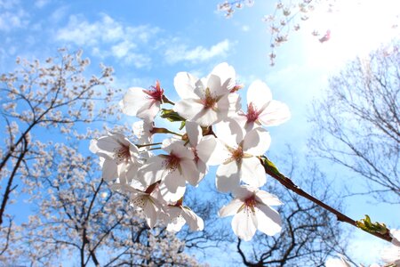Sakura cherry blossoms spring high park photo