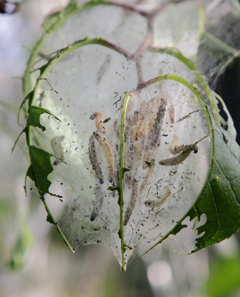 Yponomeuta evonymella Oulu 20140629 02