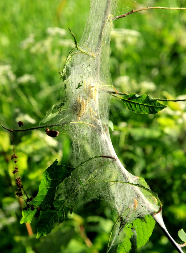 Yponomeuta evonymella Oulu 20140629 01