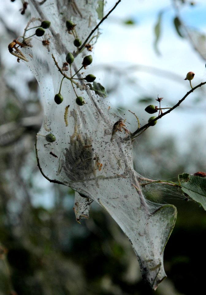 Yponomeuta evonymella Oulu 20140629 03