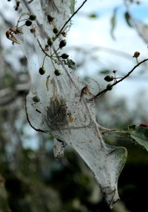 Yponomeuta evonymella Oulu 20140629 03