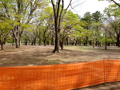 Yoyogi Park during Covid-19