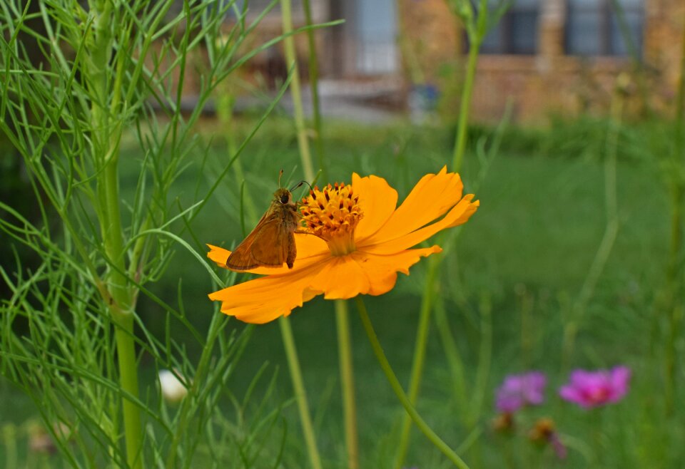 Pollinator animal flower