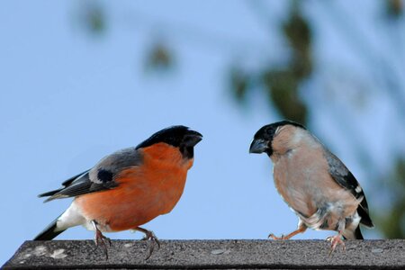 Birds bullfinch male female photo