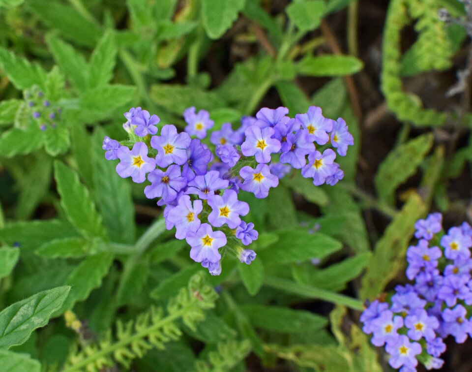 Bloom plant perennial