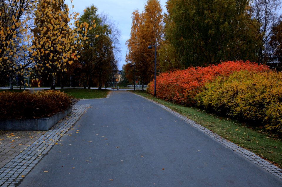 Yrjö Kallisen puisto Oulu 20171014 02