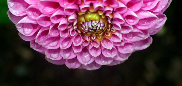 Beautiful summer floral
