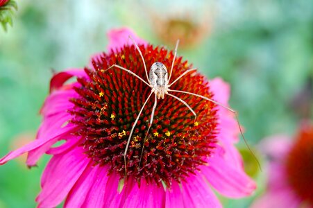 Garden summer spider