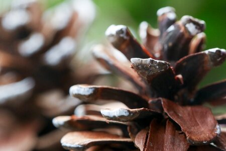 Nature macro autumn