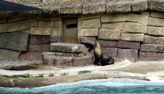 Zalophus californianus - San Francisco Zoo - San Francisco, CA - DSC03617