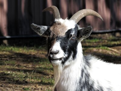 Animal farm horns