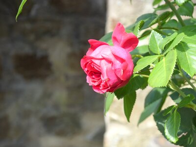 Rose red red rose