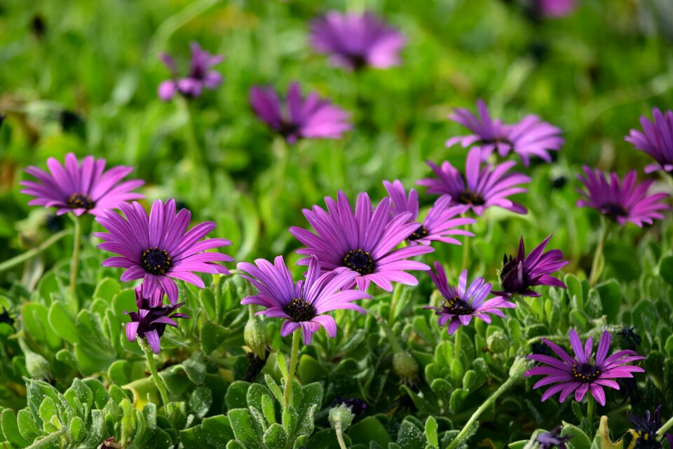 Nature blooming spring