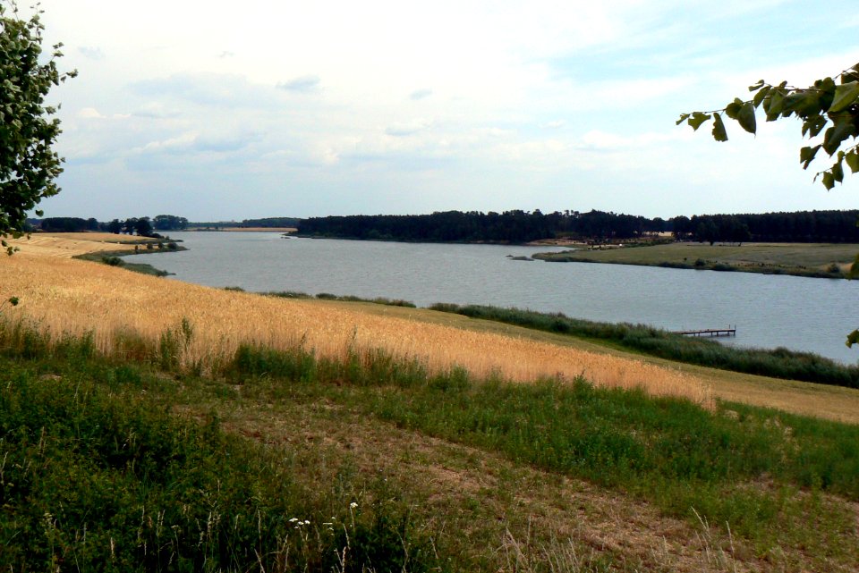 Zalew Radzyny - pola