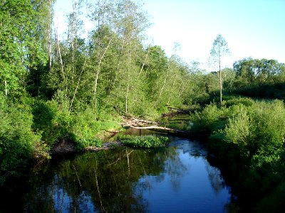Zalvite