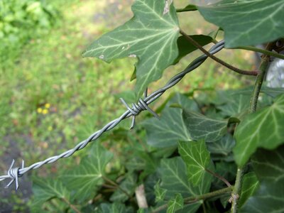 Barbed wire just had green