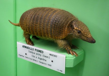 Zaedyus pichiy - Museo Civico di Storia Naturale Giacomo Doria - Genoa, Italy - DSC03056