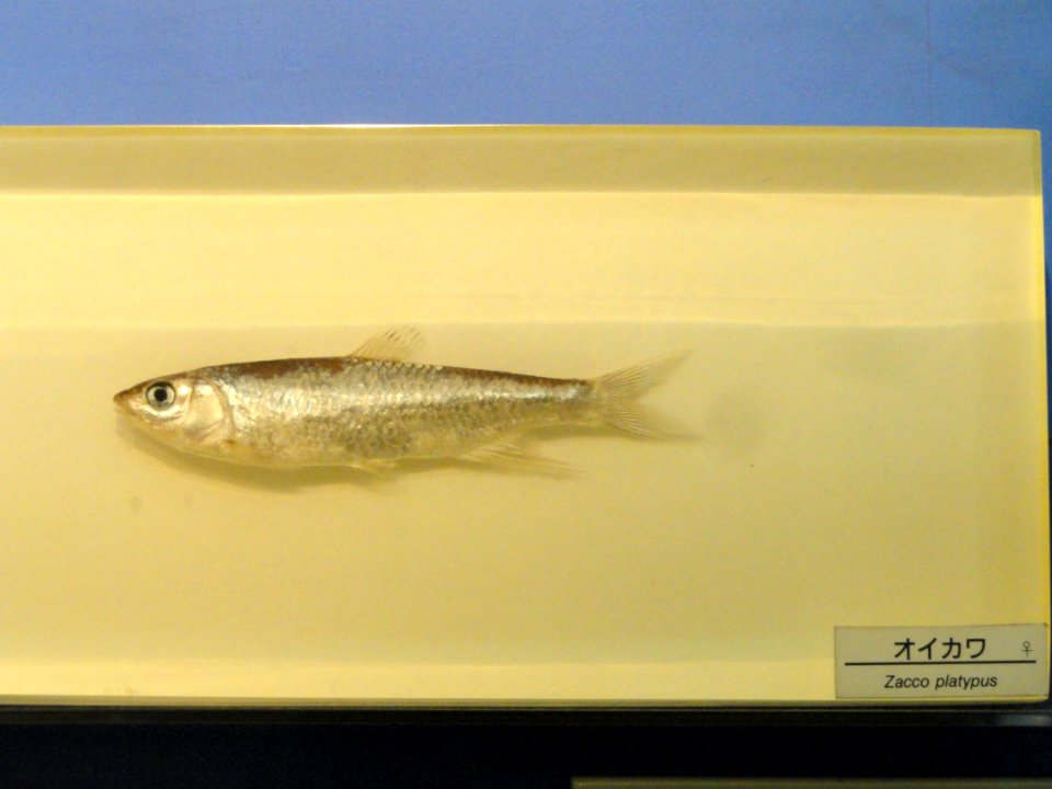 Zacco platypus - Osaka Museum of Natural History - DSC07760