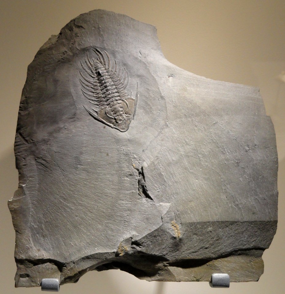 Zacanthoides grabaui, Middle Cambrian, Langston Formation, Wellsville Mountains, Box Elder County, Utah, USA - Houston Museum of Natural Science - DSC01411