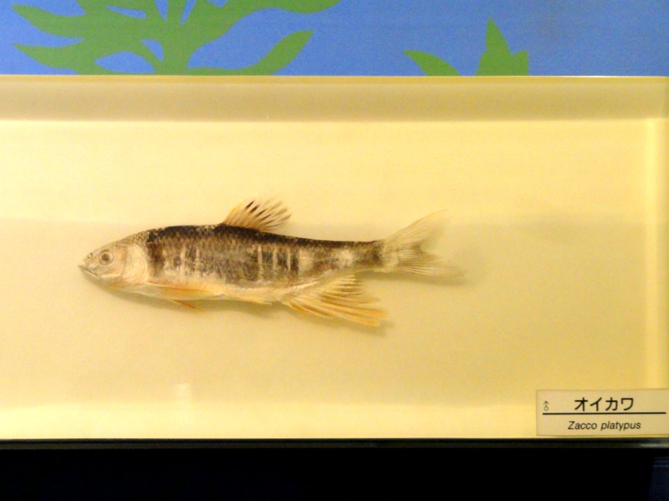 Zacco platypus - Osaka Museum of Natural History - DSC07761