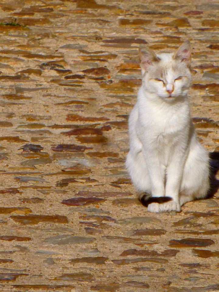 Zamora - Gatos al sol en el Portillo de la Leatad 3
