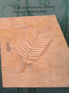 Zamites sp. - Naturmuseum Senckenberg - DSC02075