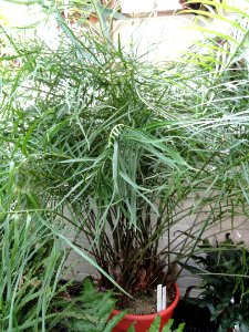 Zamia pumila (Zamia portoricensis) - Lyman Plant House, Smith College - DSC04272