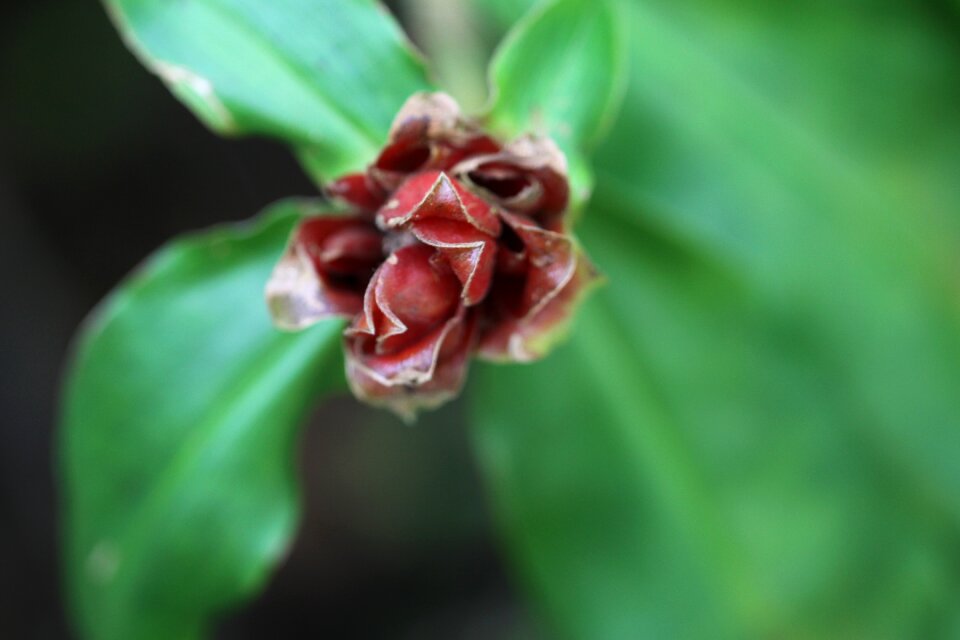 Dark red green brown
