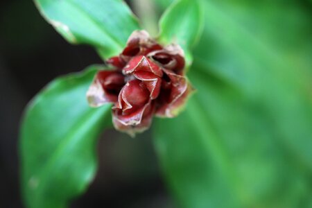 Dark red green brown