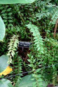 Zamia fischeri - Brooklyn Botanic Garden - Brooklyn, NY - DSC08136