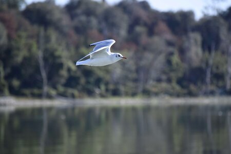 Trasimeno lake trasimeno lake
